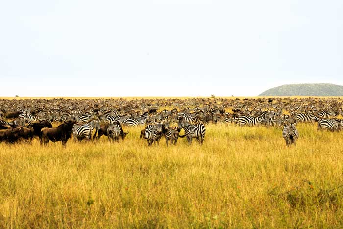 Serengreti safari